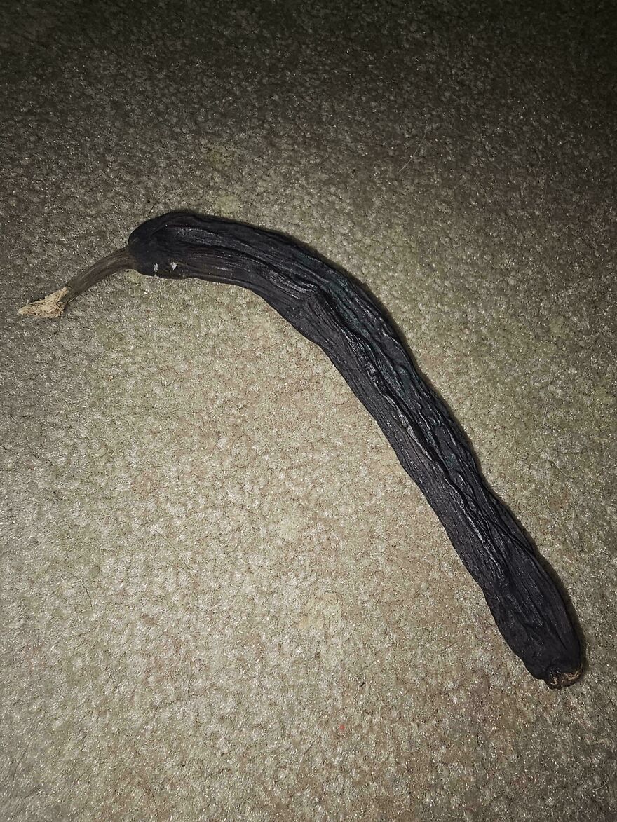 Dried and blackened elongated object on carpet, one of the weird and unexplainable things people experienced.