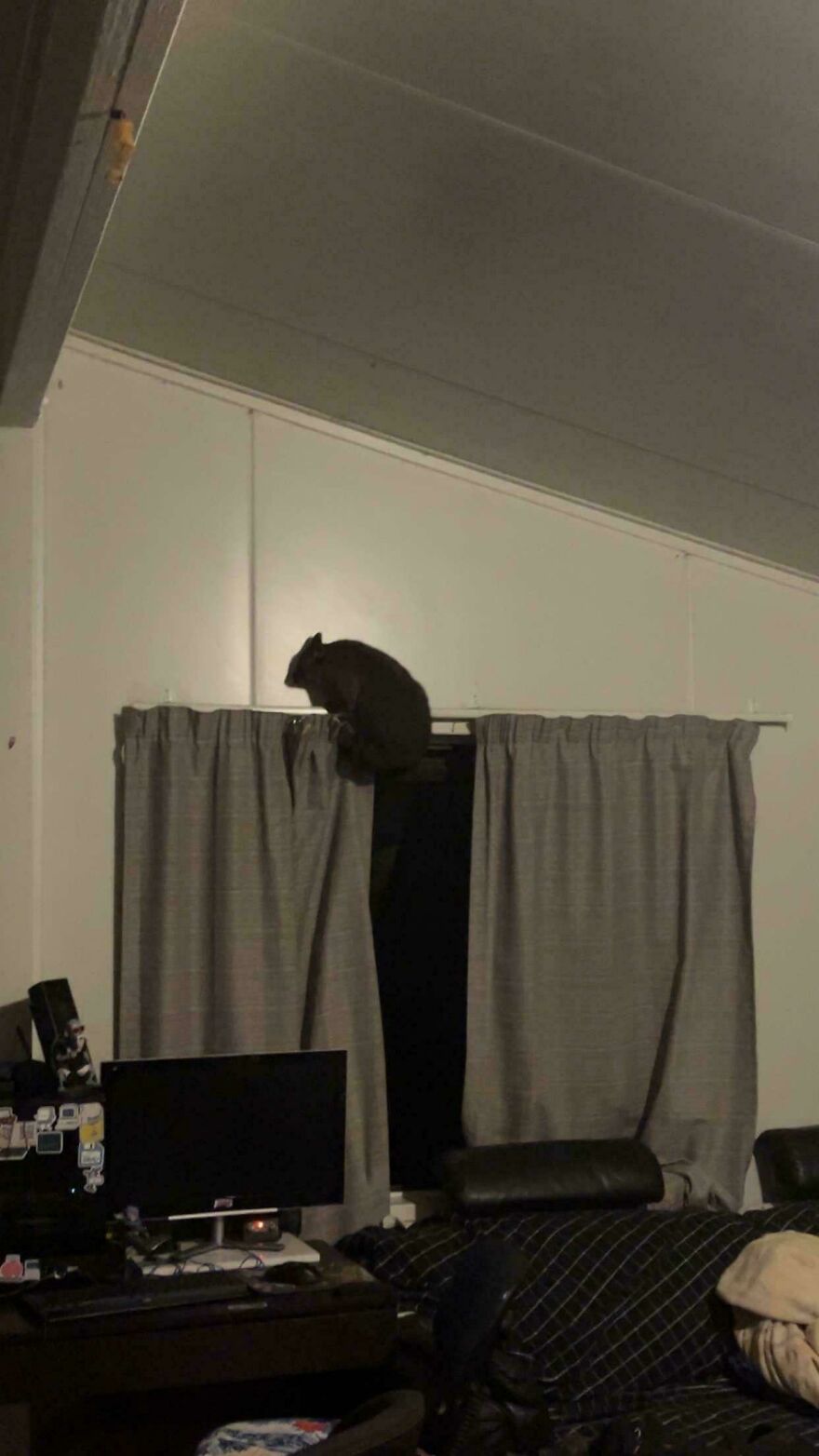 Cat perched on a curtain rod in a dimly lit room, one of the weird and unexplainable things people experienced.
