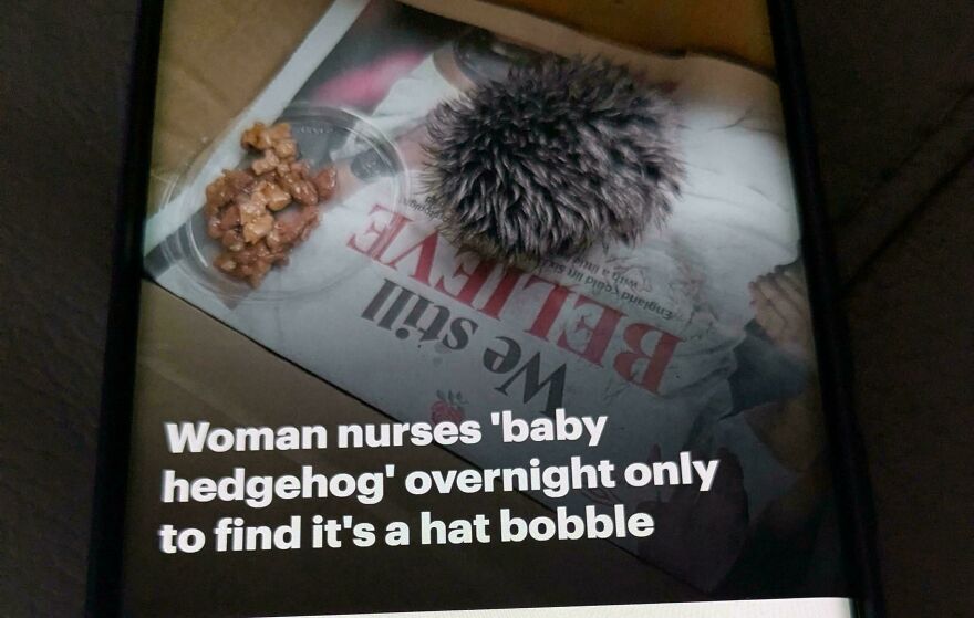 Close-up of a hat bobble mistaken for a baby hedgehog in one of the weird and unexplainable things people experienced.