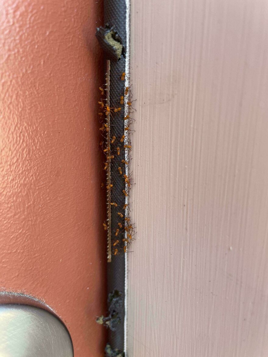 Small orange ants clustered along the edge of a door frame, a weird and unexplainable insect gathering.