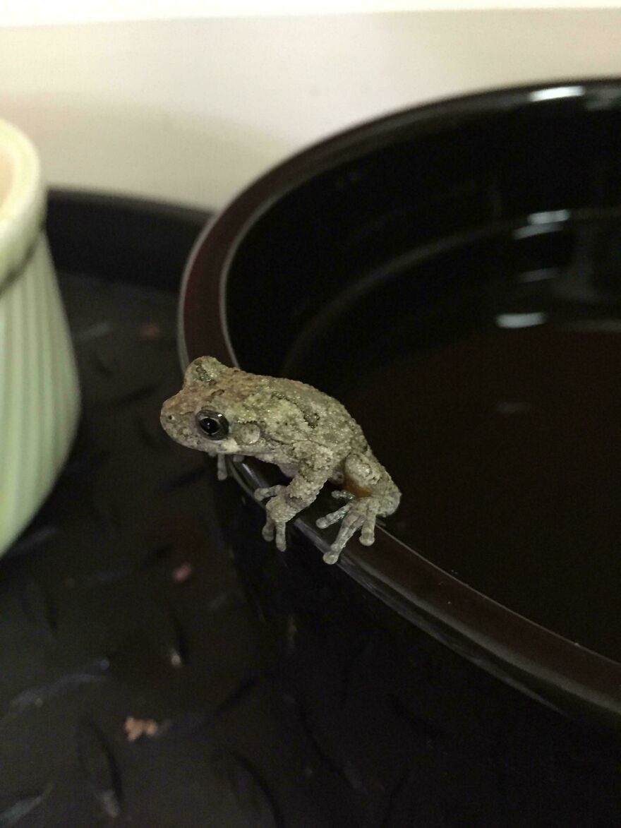 Small frog perched on the edge of a black container in a weird and unexplainable moment captured indoors.