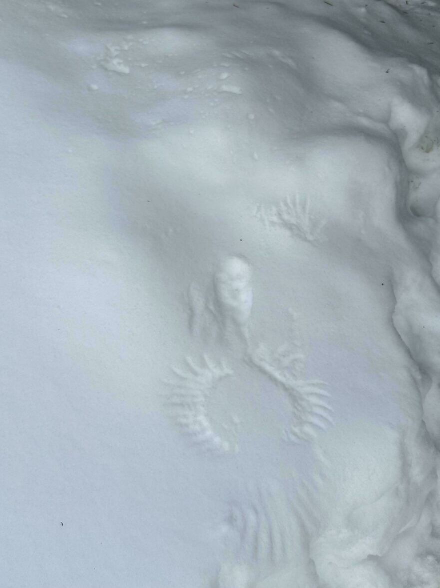 Unexplainable hand and wing imprints in snow creating a weird and mysterious pattern people experienced outdoors.