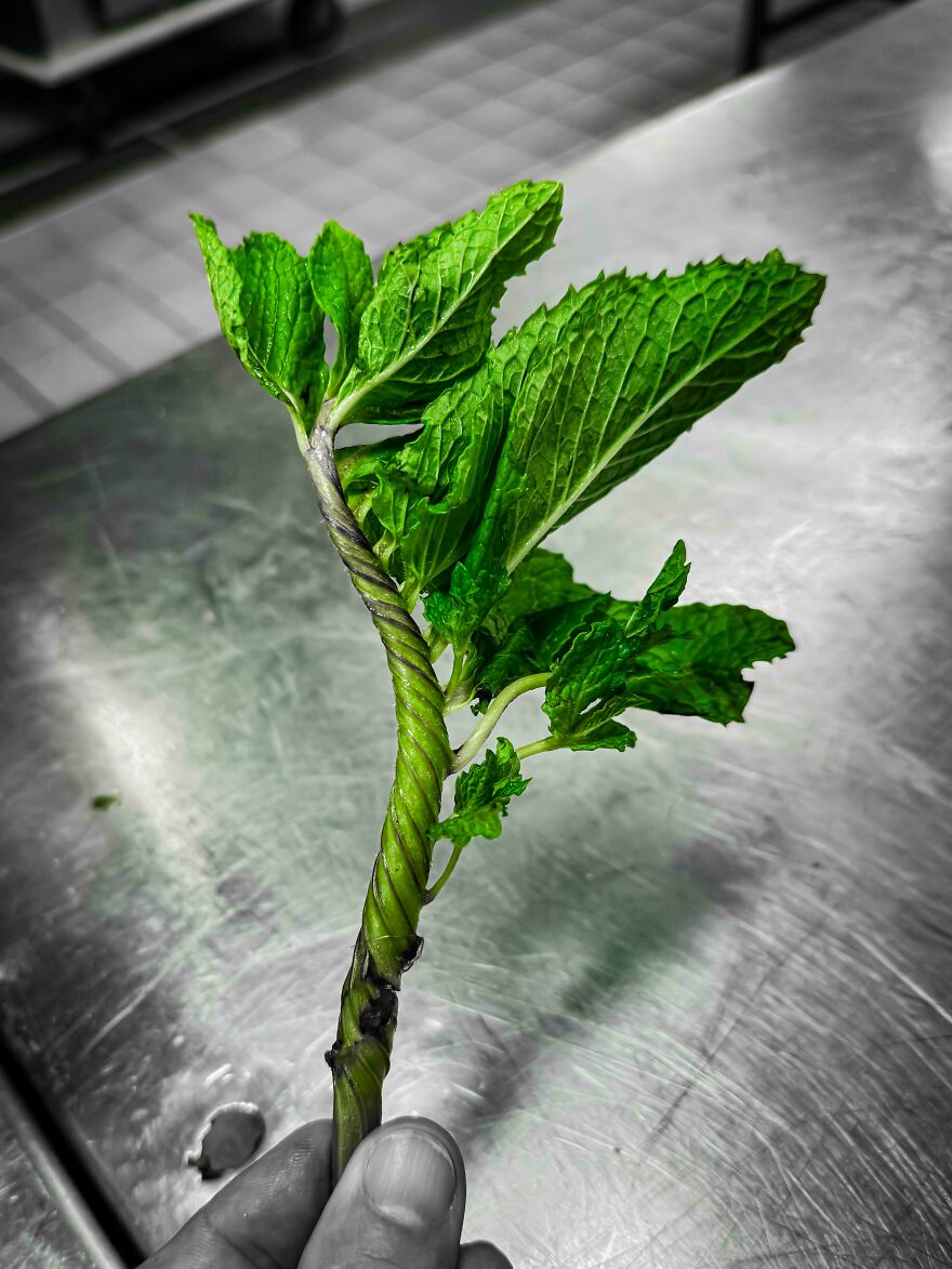Twisted mint stem with healthy green leaves growing unusually on a metal surface, showcasing weird and unexplainable nature.