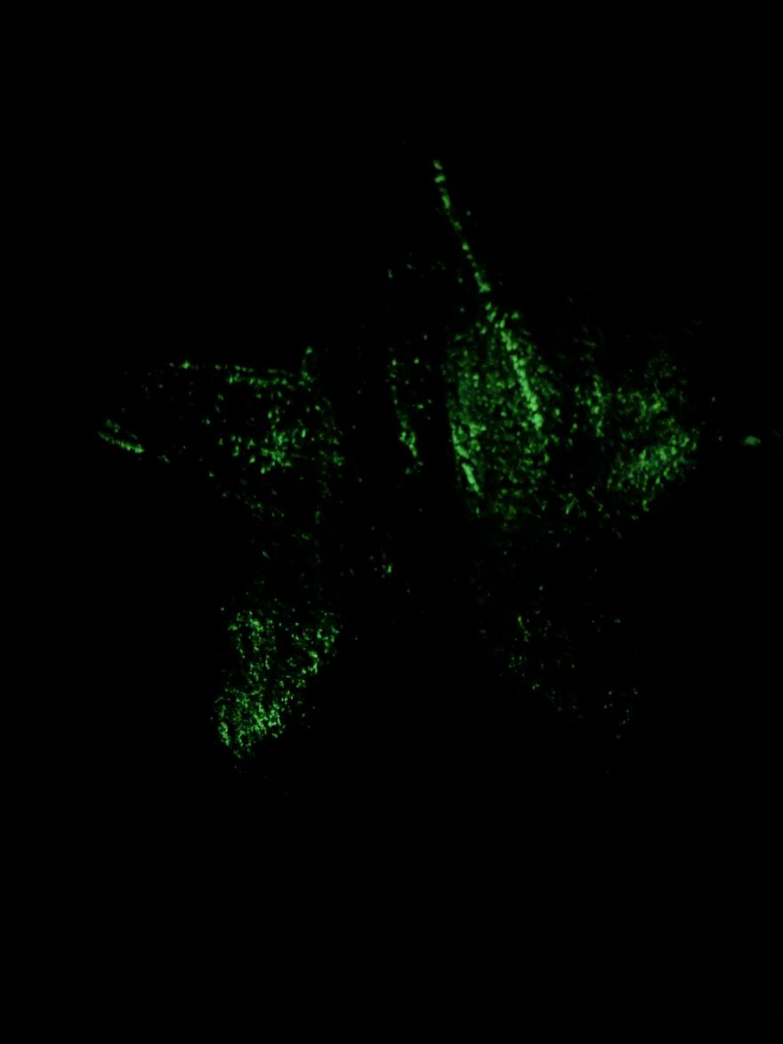 Glowing green shapes in darkness showing weird and unexplainable things people experienced in a mysterious setting