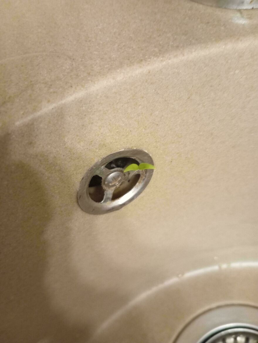 Small green plant sprouting from a sink overflow hole, one of the weird and unexplainable things people experienced
