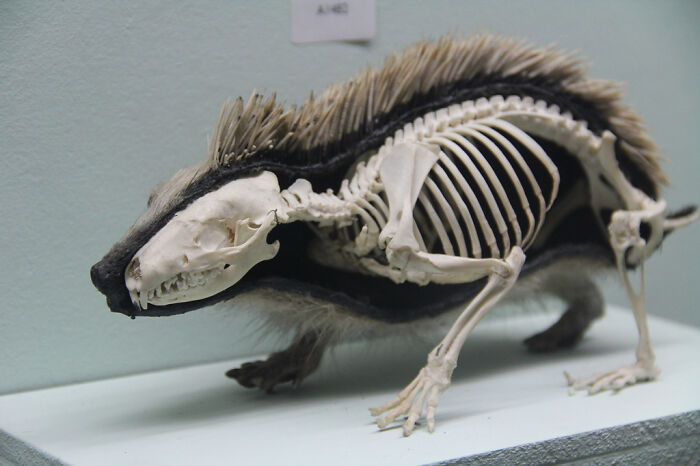Skeleton of a skunk with fur intact displayed in a museum, illustrating creepy things found in old homes.