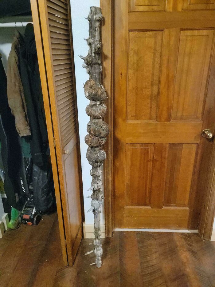 Long rustic stick with large knobby growths standing inside a room near wooden doors and coats, people share cool sticks.