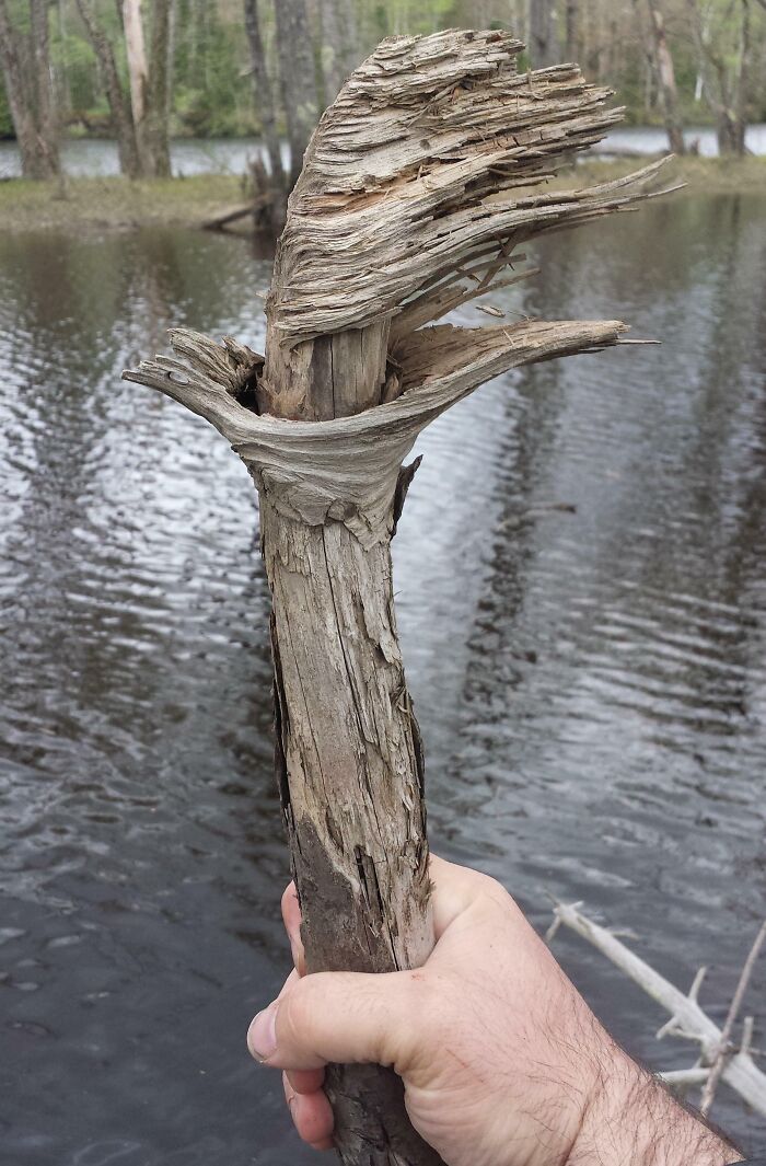 Hand holding a weathered, cool stick with peeling bark near a calm forest pond in natural outdoor setting.