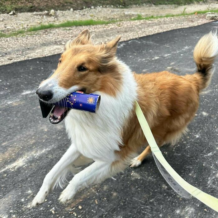 Collie dog joyfully running with a playful expression, holding a colorful toy to ease your overthinking brain.