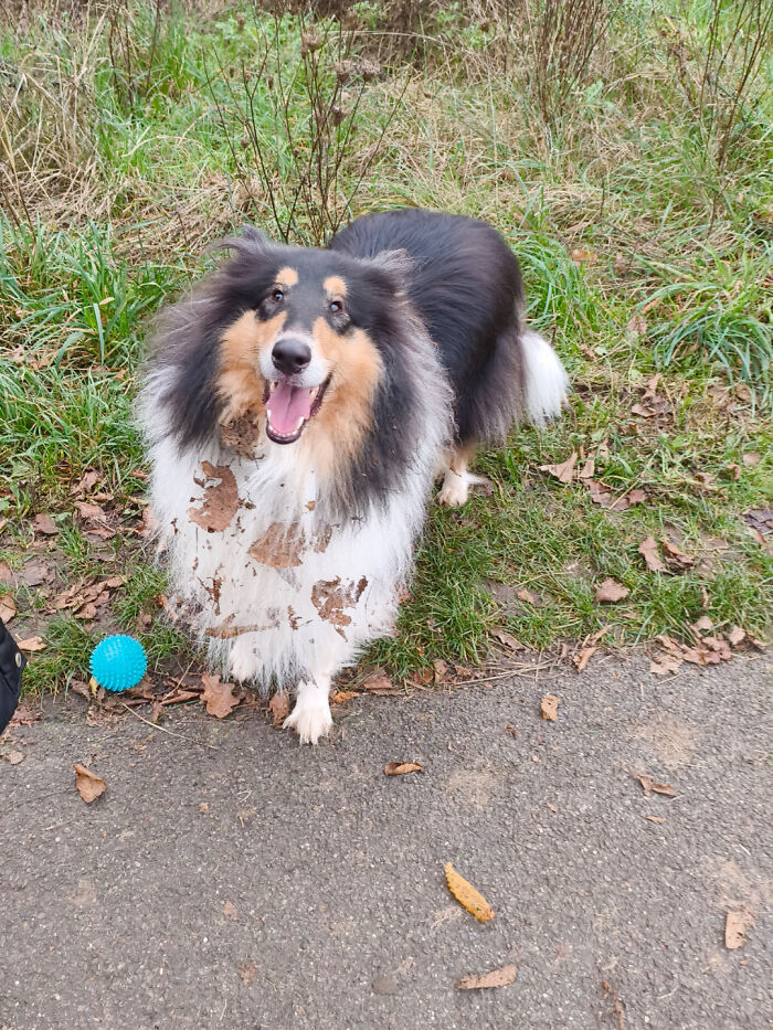 Happy goofy dog with mud on fur standing on path near grass and a blue toy ball to ease your overthinking brain.