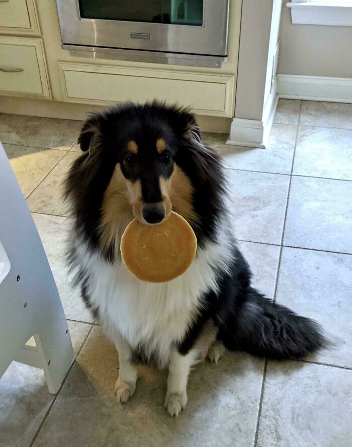 Fluffy doggo sitting on kitchen floor holding a pancake in its mouth, looking goofy and carefree.