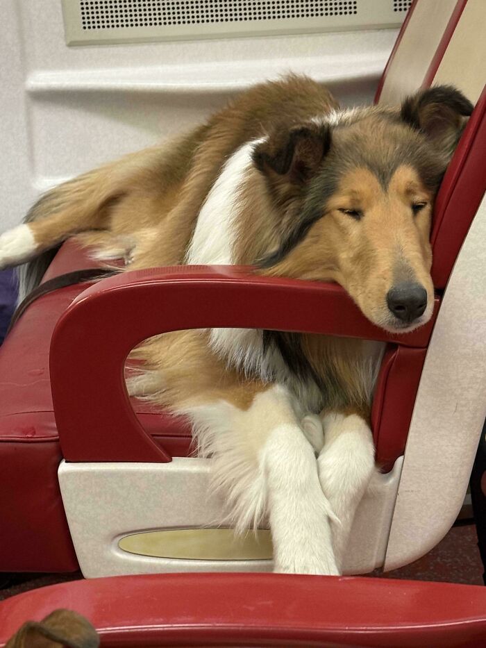 Goofy doggos resting with eyes closed on a red chair, looking relaxed and carefree to ease your overthinking brain.