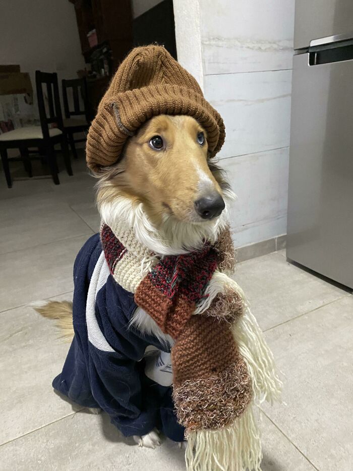 Dog dressed in a cozy hat, scarf, and sweater sitting indoors, one of the goofy doggos to ease overthinking.