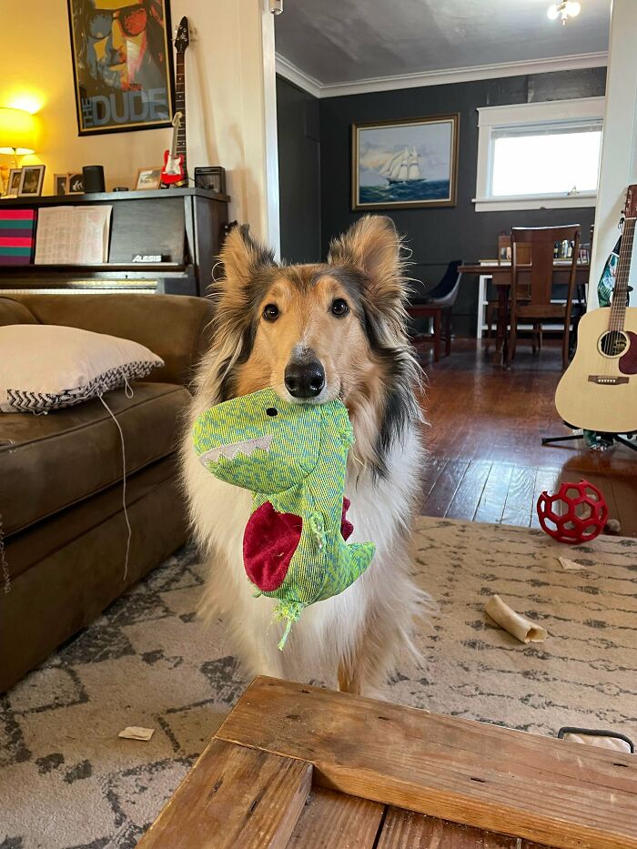 Goofy dog holds a green plush toy in its mouth inside a cozy living room with musical instruments and furniture.