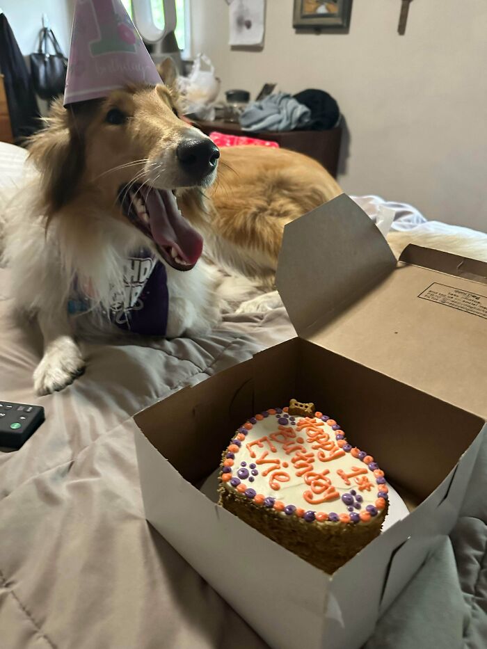 Goofy dog yawning with a party hat next to a birthday cake in a box, celebrating with silly doggos.
