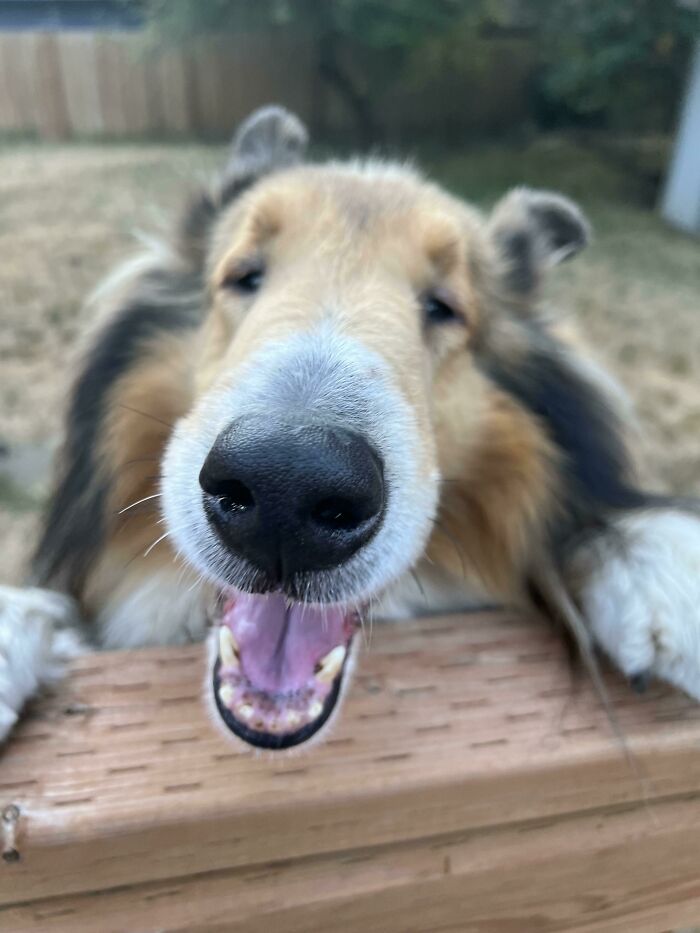 Close-up of a goofy doggo with a joyful expression leaning over a wooden fence to ease your overthinking brain.