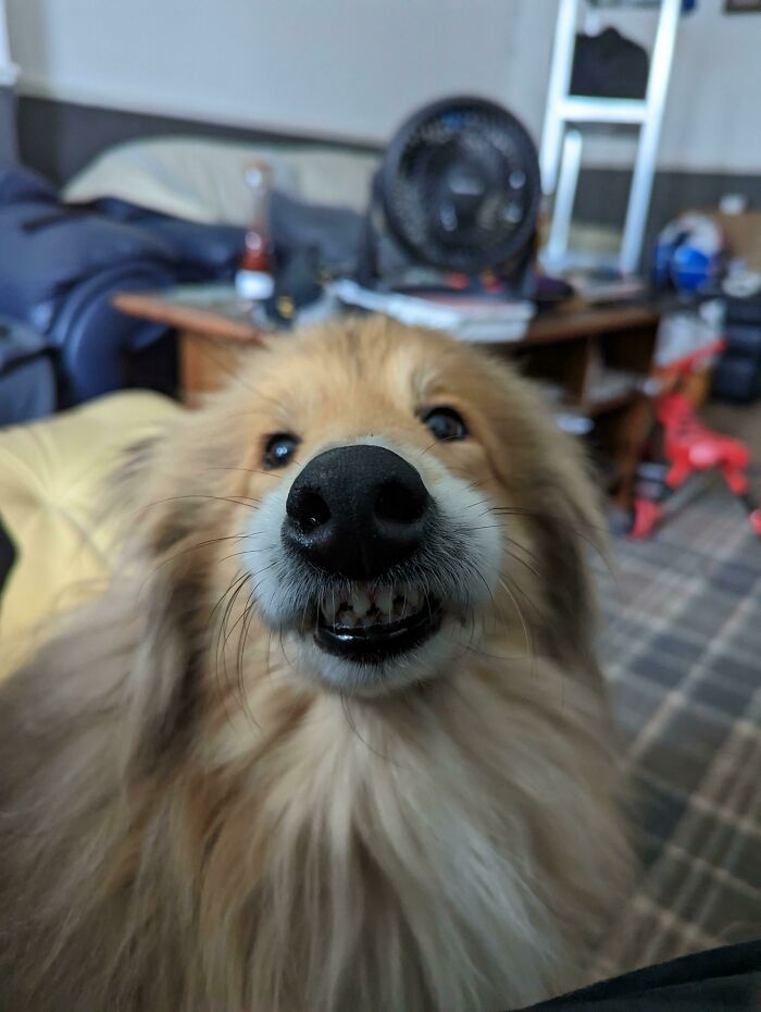 Close-up of a goofy doggo with fluffy fur and a silly grin, capturing a lighthearted moment to ease an overthinking brain.
