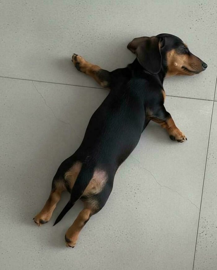 A goofy doggo lying flat on a tiled floor, looking relaxed and carefree, perfect for easing an overthinking brain.