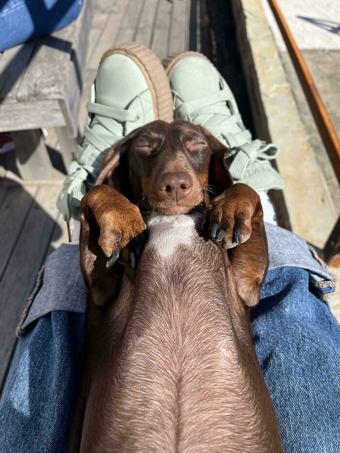 Relaxed goofy doggo lying on owner's lap outdoors, eyes closed with paws up, embodying carefree and silly doggo vibes.