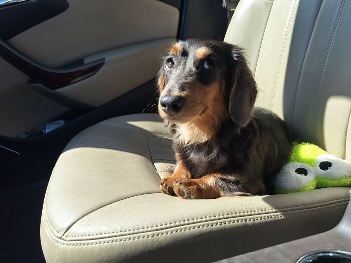 Small goofy doggo resting on a car seat with a green toy, capturing a silly and carefree moment to ease your overthinking brain.