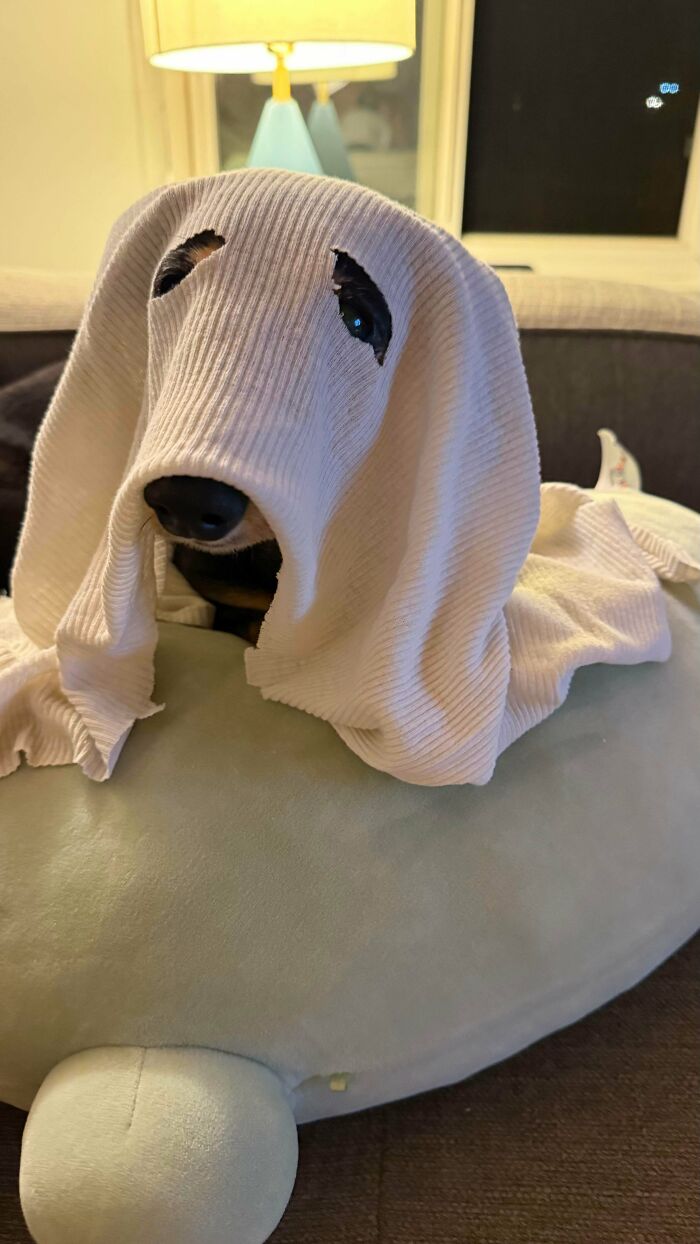 Goofy doggo with a white cloth draped over its head, resembling a ghost, easing your overthinking brain with cuteness.