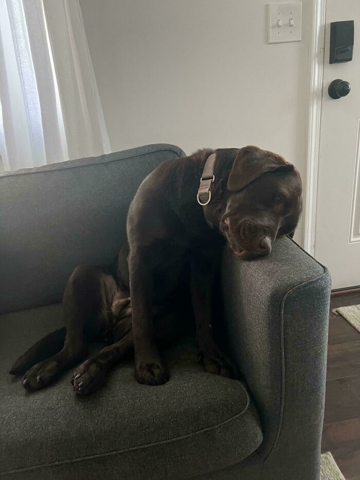 Chocolate Labrador dog sitting goofy and relaxed on a couch, showing a silly and carefree doggo moment indoors.