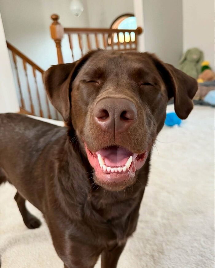 Happy goofy doggo with eyes closed and a big smile inside a home, perfect for easing overthinking brain moments.