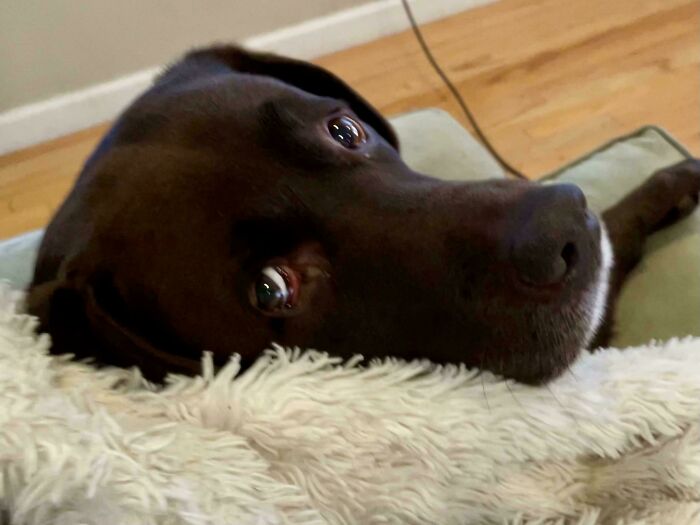 Goofy doggo lying on a soft blanket with a blank, relaxed expression to ease your overthinking brain.