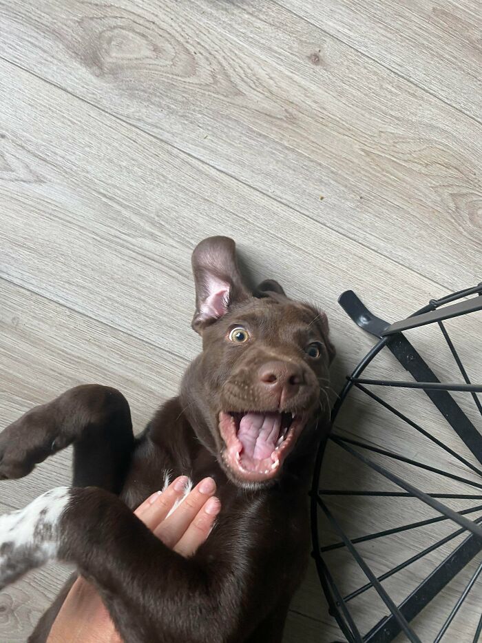 Playful goofy doggo lying on wooden floor with a joyful expression and one ear flopped up during a playful moment.