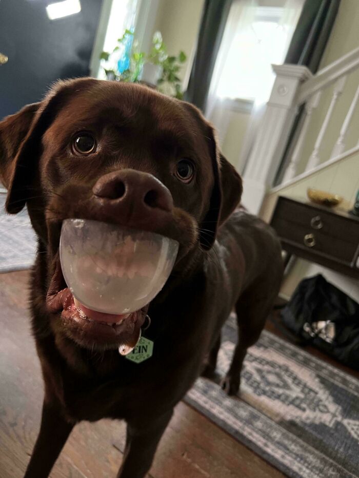 Chocolate Labrador goofy dog holding a plastic bowl in its mouth inside a cozy home to ease your overthinking brain.