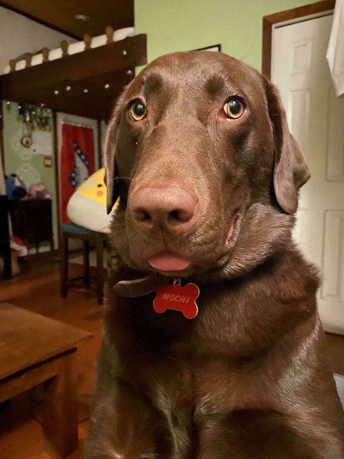 Goofy dog with tongue slightly out, wearing a name tag, sitting indoors with a playful and silly expression.