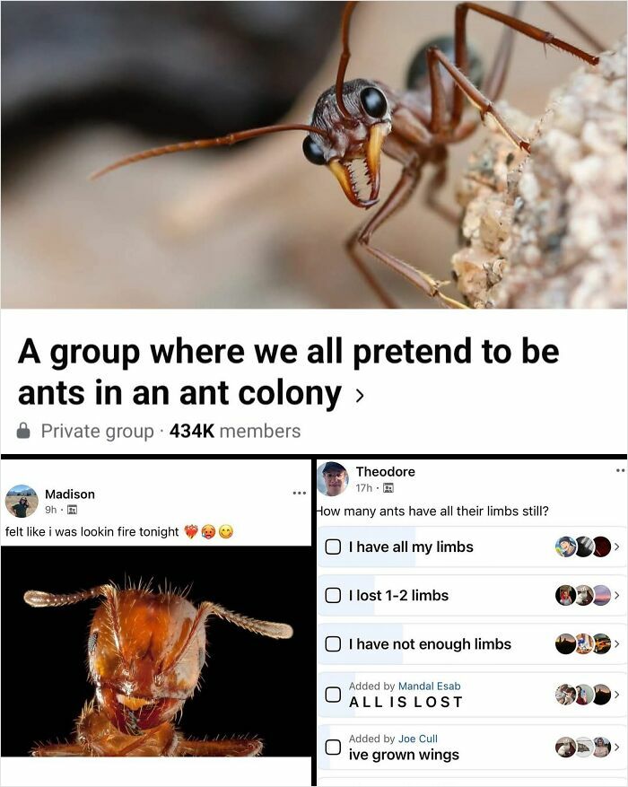 Close-up of ants and a humorous Facebook group post about ants, illustrating weird internet Facebook groups people love.