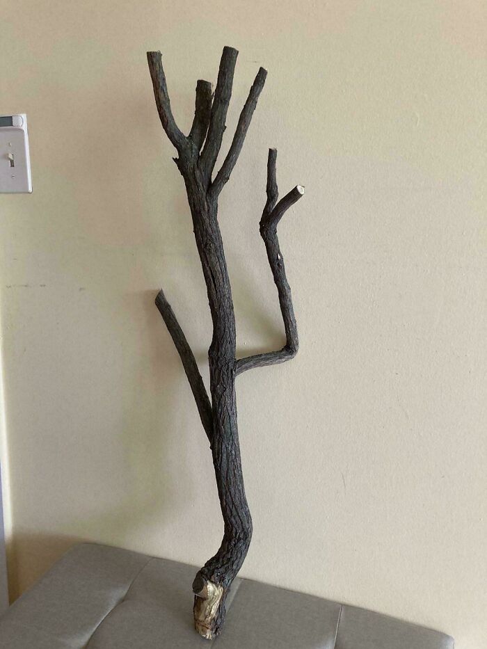 A cool stick with multiple branches resting against a beige wall on a gray surface, showcasing natural wood texture.