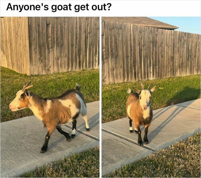 Post From My Neighborhood Facebook Group. I Am Never Leaving This State. God Bless Texas