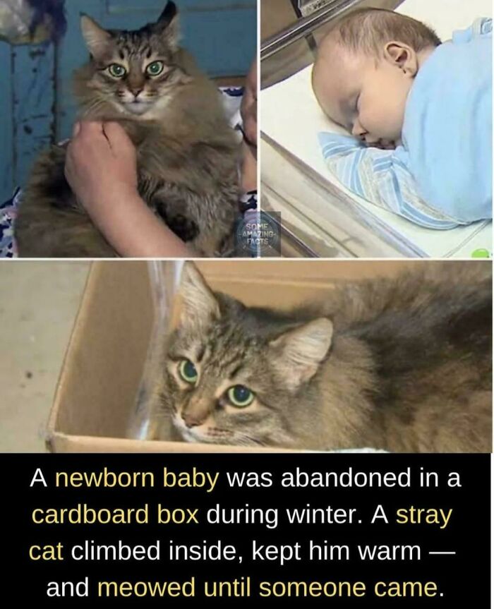 Amazing photo of a cat protecting a newborn baby in a box, a heartwarming image that might brighten your day.