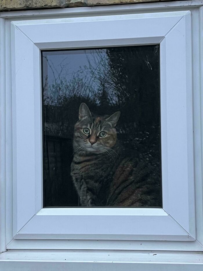 A tabby cat looking through a white window frame in an accidental renaissance style photo.