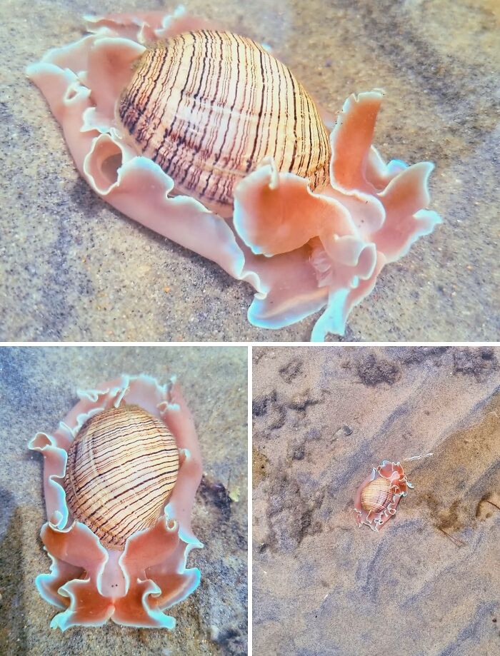 Unreal photos of a striped seashell with pink ruffled edges on wet sandy beach showcasing incredible natural beauty.