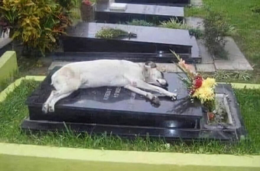 A dog lying peacefully on a black grave in a cemetery with flowers nearby, illustrating weird animal laws.