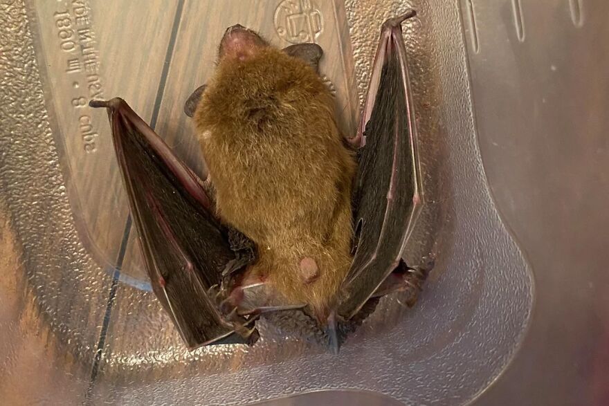 Brown bat resting inside a plastic container, illustrating one of the weird animal laws that might have gone too far.