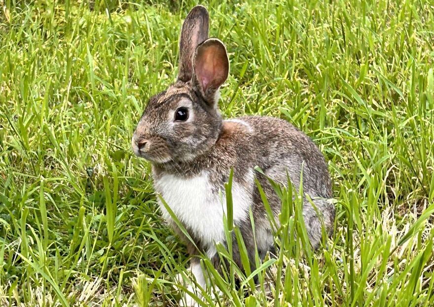 Gray and white rabbit sitting in green grass illustrating weird animal laws that might have gone too far