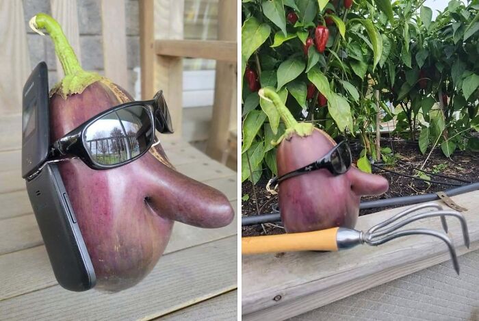 A Guy From My Local Gardening Group Grew This Eggplant And Took Some Hilarious Pictures Of It
