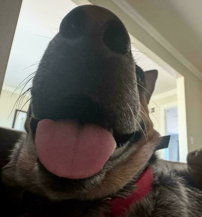 Close-up of a goofy dog with tongue out, showcasing hilarious dogs being their goofy selves in a funny moment.