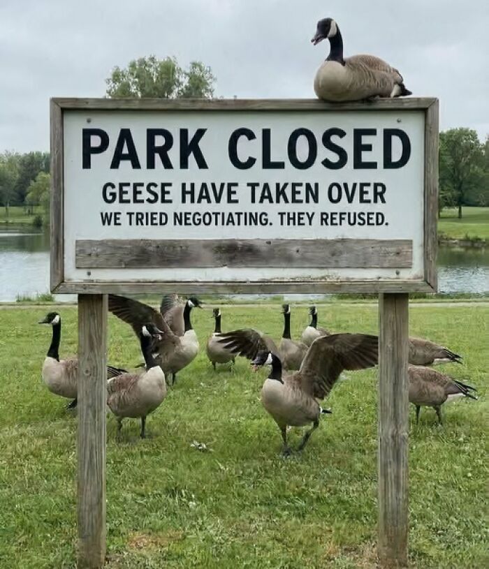 Park closed sign with geese taking over, a humorous warning that made people laugh or do a double take.