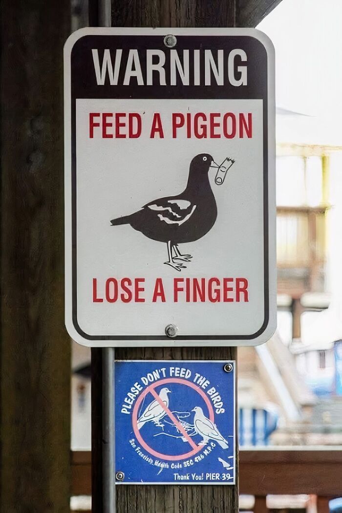 Warning sign humor with a pigeon illustration, part of funny signs that make people laugh or do a double take.