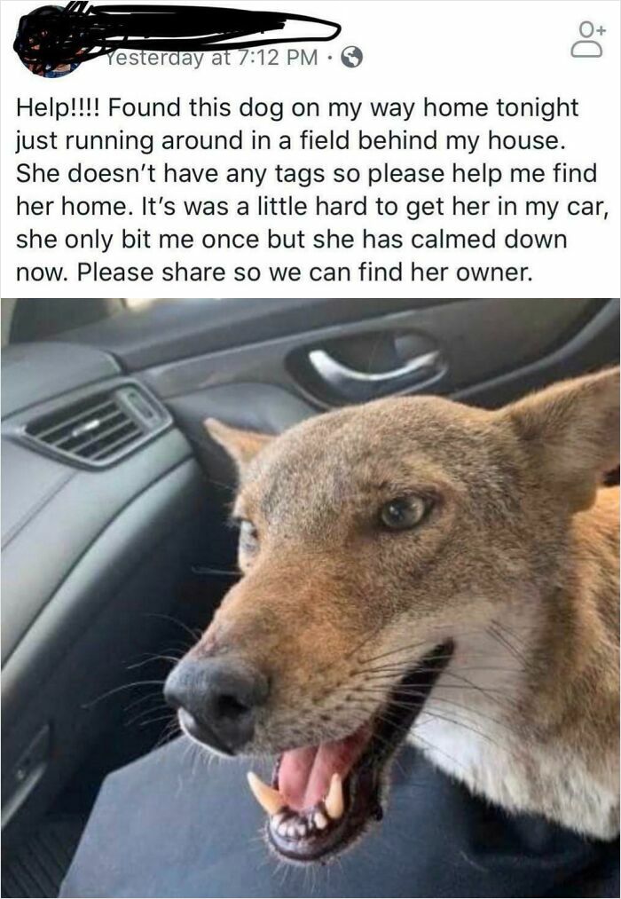 Someone In My Neighborhood Picked Up A Coyote, Thinking That It Was A Stray Dog