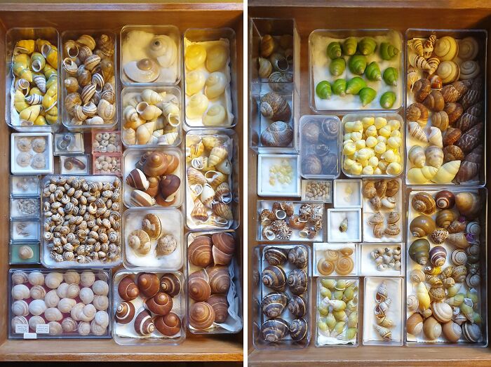 Collection of diverse seashells organized in trays, showcasing a unique and colorful shell obsession growing into a collection.