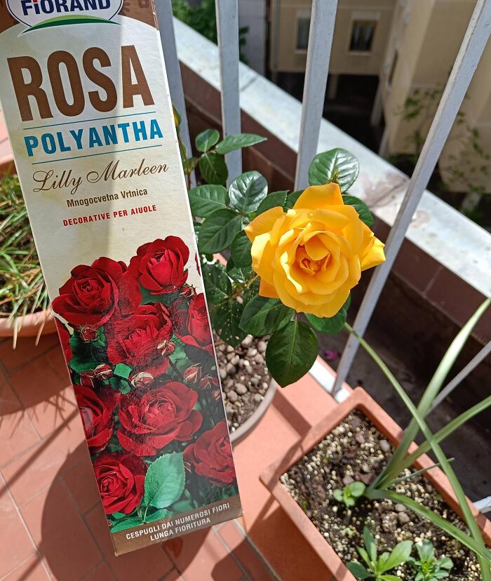 Yellow rose growing in a pot next to a box showing red roses, illustrating a disappointing shopping fail with flower expectations.