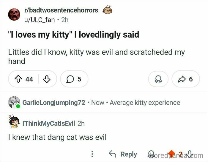 Screenshot of an online conversation showing a person with the perfect username unexpectedly commenting about an evil cat.