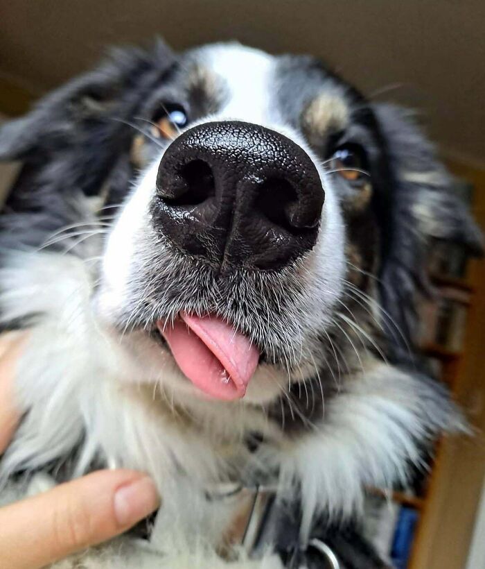 Close-up of a goofy dog with tongue out showcasing hilarious dogs being their goofy selves.