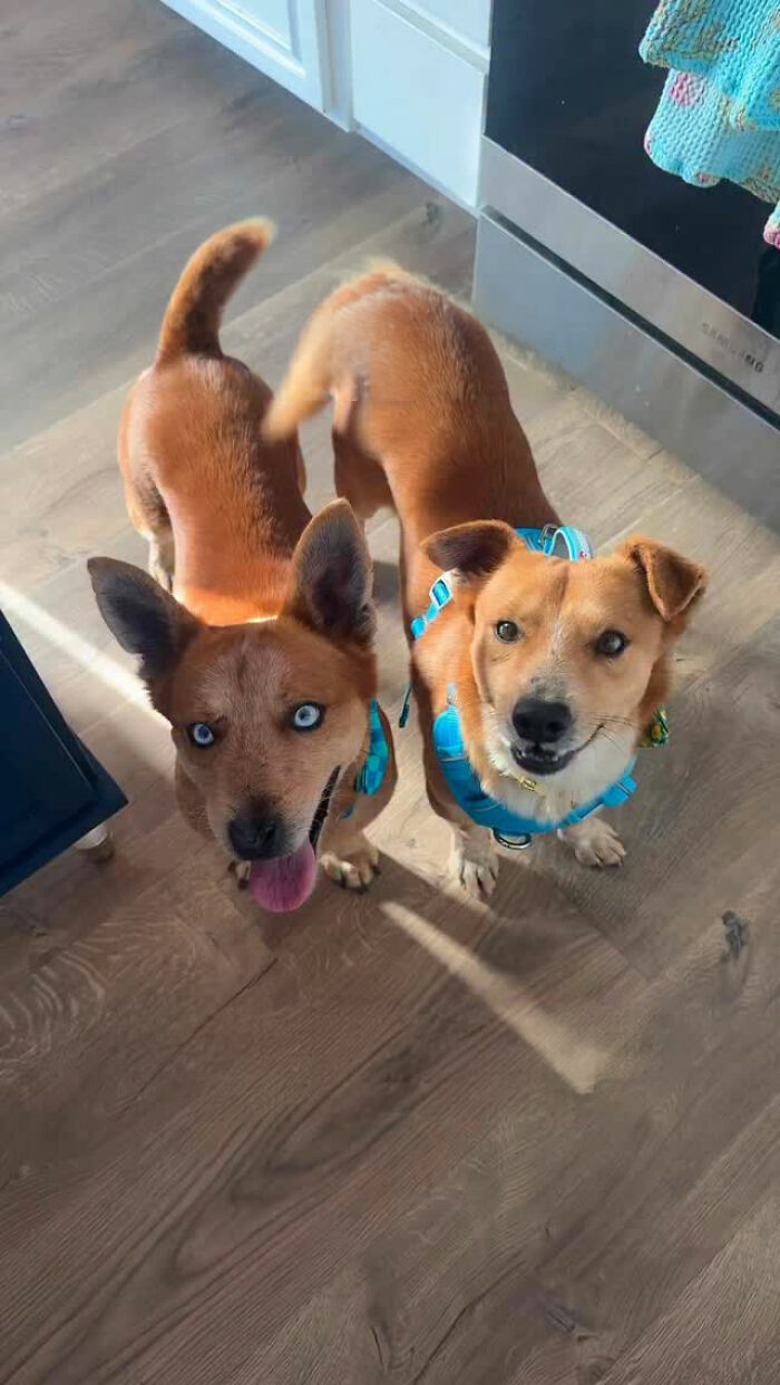 After Surviving Cruelty, This Dog Found Safety, Love, And A Reunion No One Expected